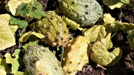 Bölgede ilki başardı, tropik Afrika meyvesi olan Kivano'yu yetiştirdi, bir kökte 50 adet ürün elde etti