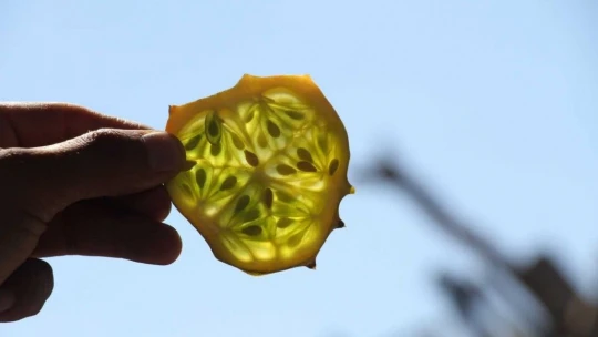 Bölgede ilki başardı, tropik Afrika meyvesi olan Kivano'yu yetiştirdi, bir kökte 50 adet ürün elde etti