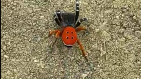 Bu 'Uğur böceği' o kadar da masum değil