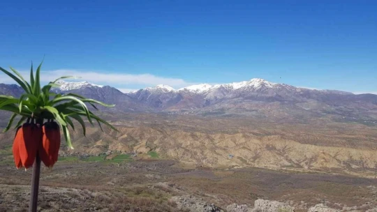 Bu çiçeği koparan, araba fiyatı kadar ceza ödüyor