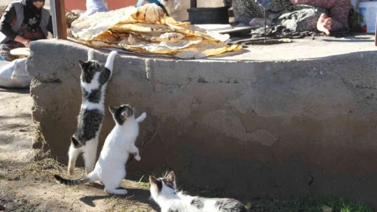 Bu da 'Ekmeğinin peşinde koşan' kedi