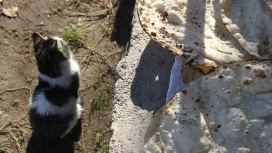 Bu da 'Ekmeğinin peşinde koşan' kedi