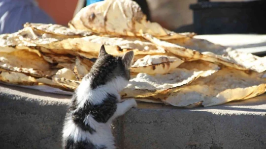Bu da 'Ekmeğinin peşinde koşan' kedi
