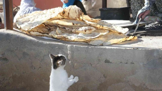 Bu da 'Ekmeğinin peşinde koşan' kedi