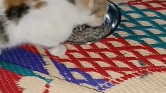 Bu da et değil, çekirdek yiyen kedi