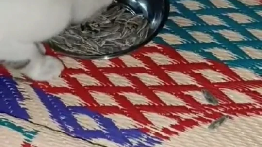 Bu da et değil, çekirdek yiyen kedi