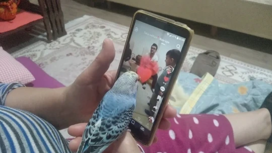 Bu kuş başka kuş