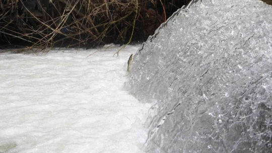 Bunlar İnci Kefali değil Siraz, akıntıya karşı göç başladı