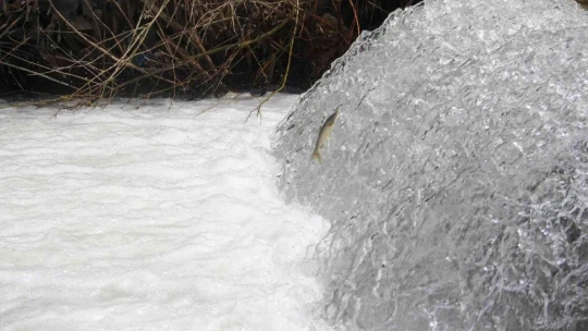Bunlar İnci Kefali değil Siraz, akıntıya karşı göç başladı