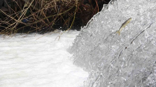 Bunlar İnci Kefali değil Siraz, akıntıya karşı göç başladı