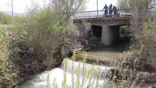 Bunlar İnci Kefali değil Siraz, akıntıya karşı göç başladı