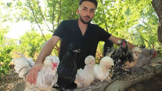 Bütün zamanını Osmanlı saray sultan tavuklarına adadı, 20'ye yakın renk oluşturdu