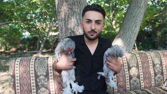 Bütün zamanını Osmanlı saray sultan tavuklarına adadı, 20'ye yakın renk oluşturdu
