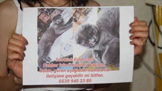Çalınan kedisi için seferber oldu, geri getirirlerse şikayetçi olmayacak