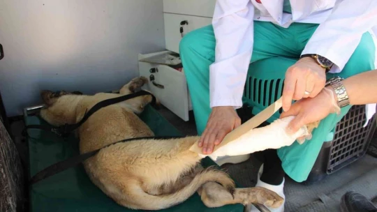 Can dostlar için 'Tedavi ve Nakil Aracı' hizmete girdi