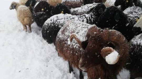Çoban kar altında türkü söyledi, koyunlar pürdikkat dinledi