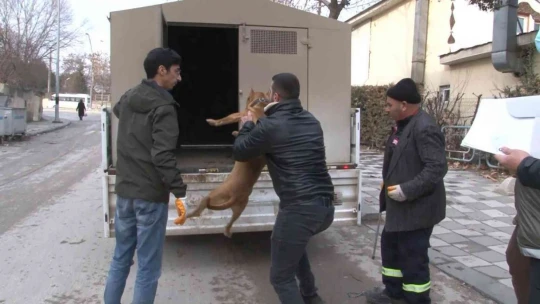 Çocuk parkında pitbull gezdiriyordu, cezayı duyunca kendi elleri ile teslim etti