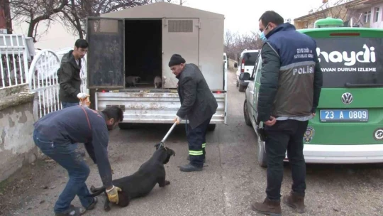 Çocuk parkında pitbull gezdiriyordu, cezayı duyunca kendi elleri ile teslim etti