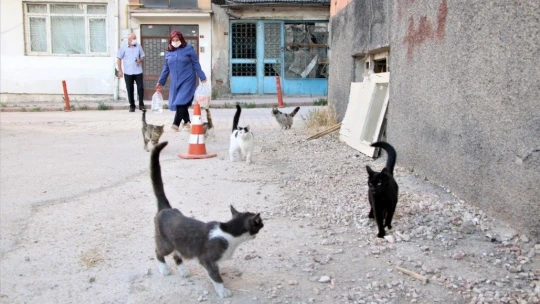 35 Kediye Anne Şefkatiyle Bakıyor