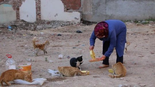 35 Kediye Anne Şefkatiyle Bakıyor