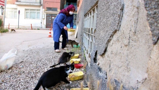 35 Kediye Anne Şefkatiyle Bakıyor