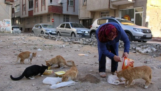 35 Kediye Anne Şefkatiyle Bakıyor