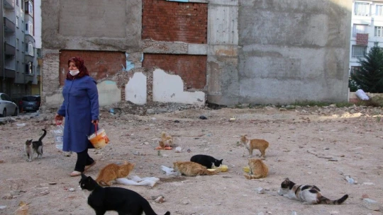35 Kediye Anne Şefkatiyle Bakıyor