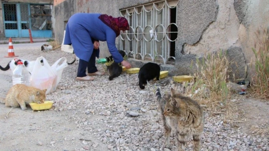 35 Kediye Anne Şefkatiyle Bakıyor
