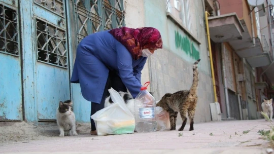 35 Kediye Anne Şefkatiyle Bakıyor