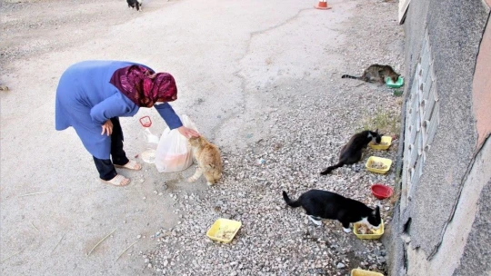35 Kediye Anne Şefkatiyle Bakıyor