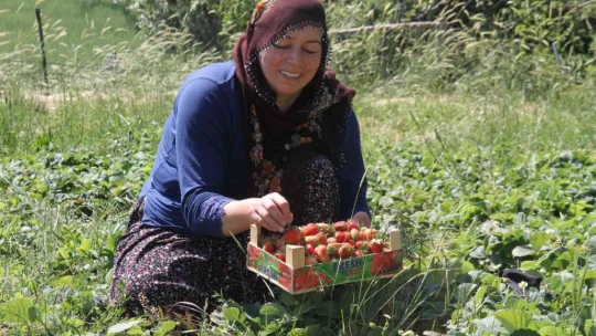 Davul klarnet eşliğinde çilek hasadı başladı