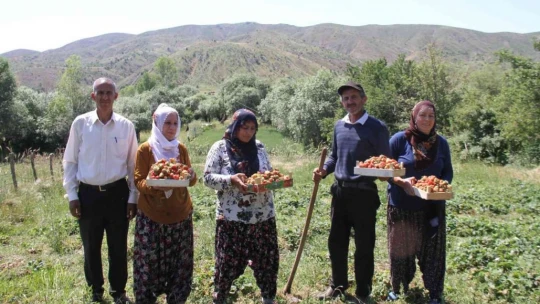 Davul klarnet eşliğinde çilek hasadı başladı