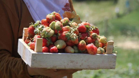 Davul klarnet eşliğinde çilek hasadı başladı