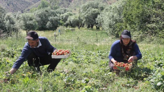 Davul klarnet eşliğinde çilek hasadı başladı