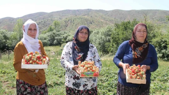 Davul klarnet eşliğinde çilek hasadı başladı