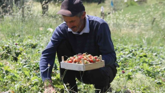 Davul klarnet eşliğinde çilek hasadı başladı