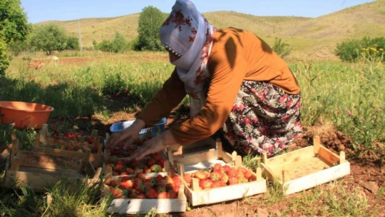 Davul klarnet eşliğinde çilek hasadı başladı