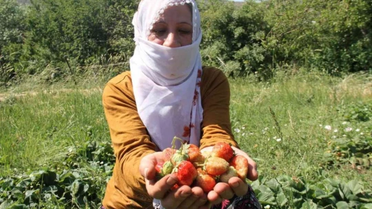 Davul klarnet eşliğinde çilek hasadı başladı