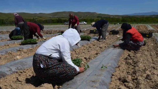 Deprem tarımı da vurdu, mevsimlik işçi bulunamıyor