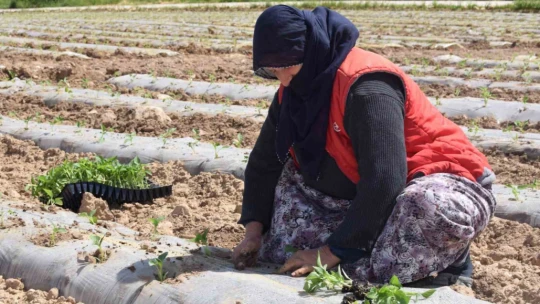 Deprem tarımı da vurdu, mevsimlik işçi bulunamıyor