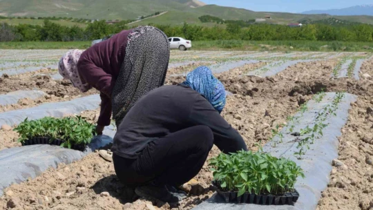 Deprem tarımı da vurdu, mevsimlik işçi bulunamıyor