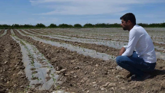Deprem tarımı da vurdu, mevsimlik işçi bulunamıyor