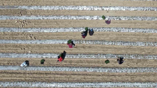 Deprem tarımı da vurdu, mevsimlik işçi bulunamıyor