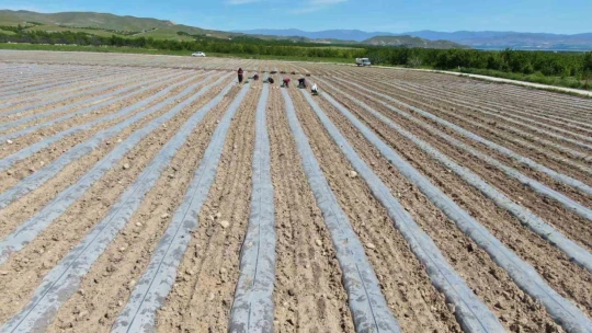 Deprem tarımı da vurdu, mevsimlik işçi bulunamıyor