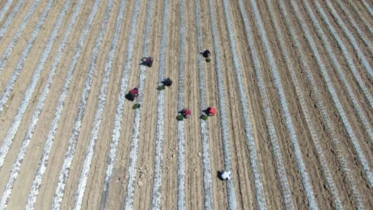 Deprem tarımı da vurdu, mevsimlik işçi bulunamıyor
