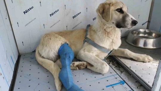 Depremden yaralı kurtarılan hayvanlar Elazığ'da sağlığına kavuşuyor