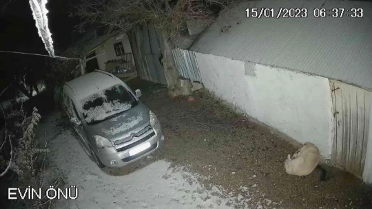 Depreme uykusunda yakalanan köpeğin o anları kamerada