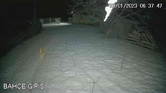 Depreme uykusunda yakalanan köpeğin o anları kamerada