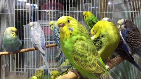 Depremi önceden haber verdiğine inanılan muhabbet kuşlarına yoğun ilgi