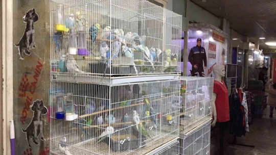 Depremi önceden haber verdiğine inanılan muhabbet kuşlarına yoğun ilgi